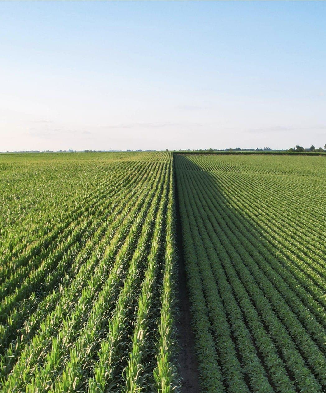 Campos de cultivo en hileras vistos desde arriba